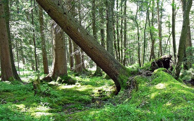 Quelles feuilles d'arbre sont toxiques pour les chiens ?