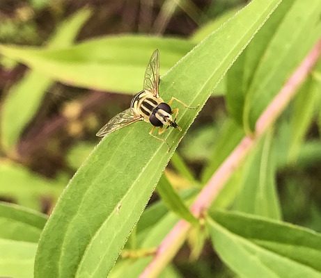 Quels animaux mangent des guêpes ?