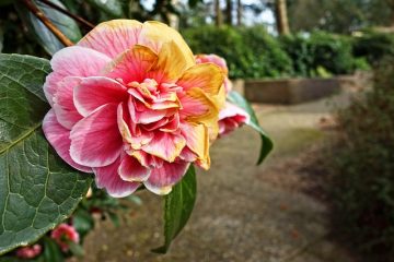 Qu'est-ce que cela signifie quand les feuilles de rose deviennent rouges ?