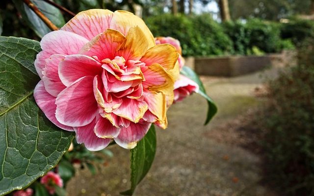 Qu'est-ce que cela signifie quand les feuilles de rose deviennent rouges ?