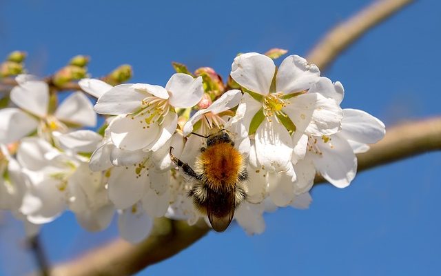 Subventions pour l'apiculture