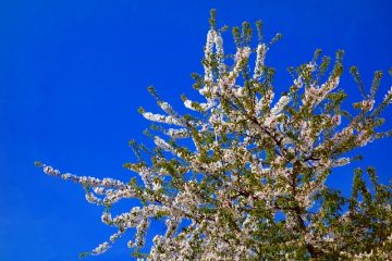 Tache noire sur les arbres fruitiers