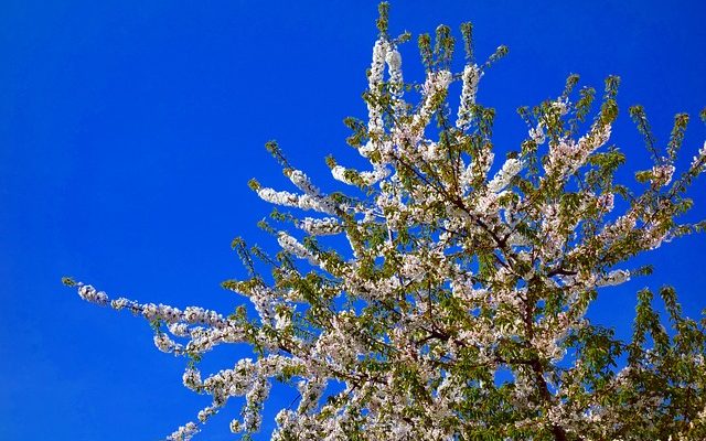 Tache noire sur les arbres fruitiers