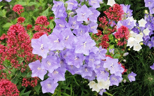 À propos de Canterbury Bells