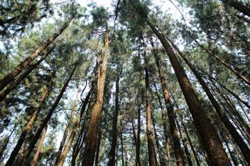 À quoi sert le séquoia Redwood ?