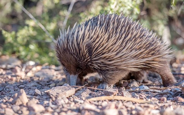 Cinq adaptations physiques pour les fourmiliers