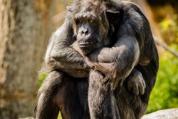 Comment acheter un chimpanzé