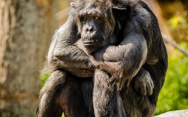 Comment acheter un chimpanzé