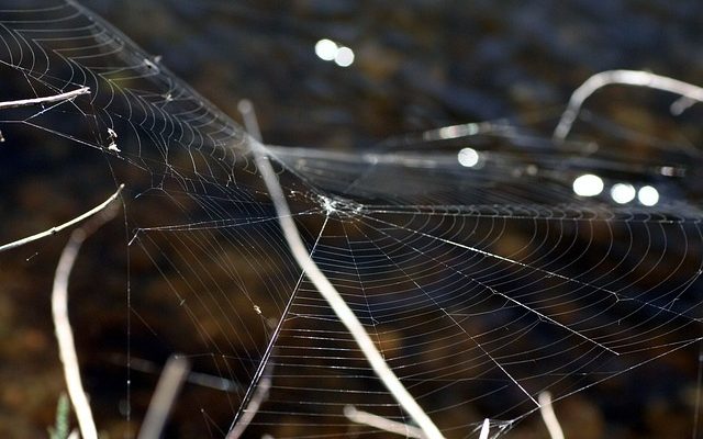 Comment attirer un essaim d'abeilles