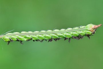 Comment changer un robinet de cuisine à levier Rondelle de robinet de cuisine