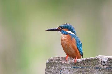 Comment construire un volière d'oiseau d'amour