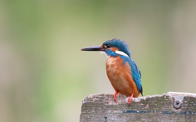 Comment construire un volière d'oiseau d'amour