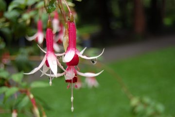 Comment cultiver le fuchsia en tant que plante vivace