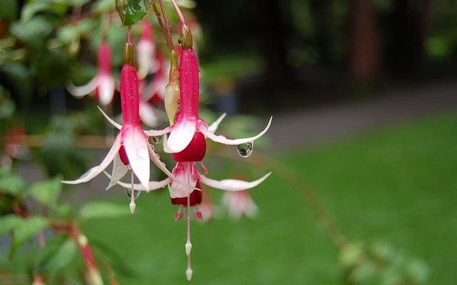 Comment cultiver le fuchsia en tant que plante vivace