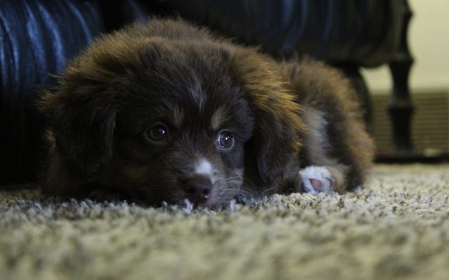 Comment dresser un chien pour qu'il cesse d'être jaloux