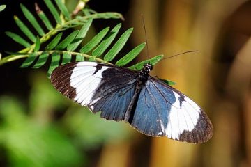 Comment empêcher les araignées et les insectes d'entrer dans votre maison ?