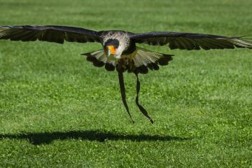 Comment empêcher les oiseaux de manger des graines d'herbe