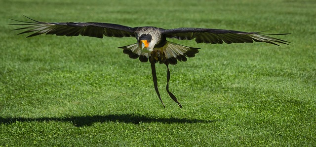 Comment empêcher les oiseaux de manger des graines d'herbe