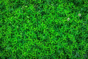 Comment faire de l'herbe à partir d'un fondant