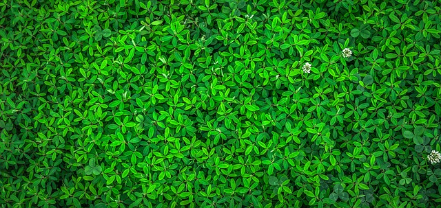 Comment faire de l'herbe à partir d'un fondant