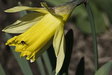 Comment faire des jonquilles en papier