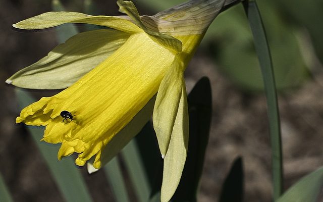 Comment faire des jonquilles en papier