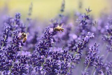 Comment faire le parfum de lavande avec le parfum de lavande séchée avec la lavande séchée