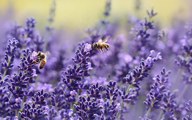 Comment faire le parfum de lavande avec le parfum de lavande séchée avec la lavande séchée