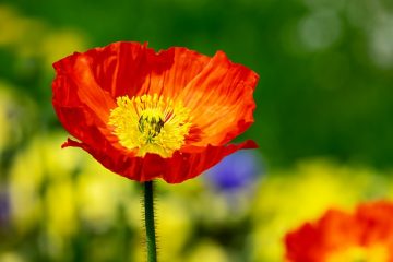 Comment faire pousser des fleurs sauvages du pavot à opium