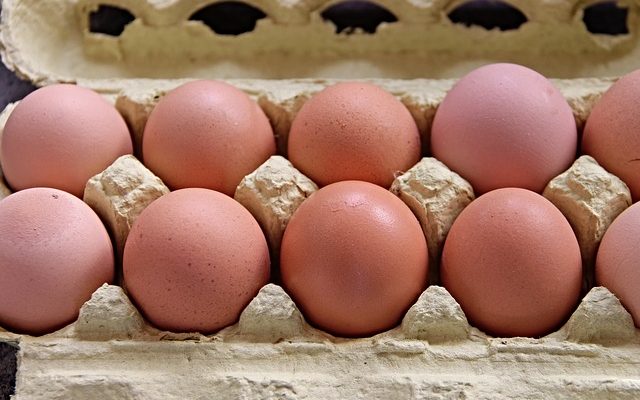 Comment faire un incubateur d'œufs