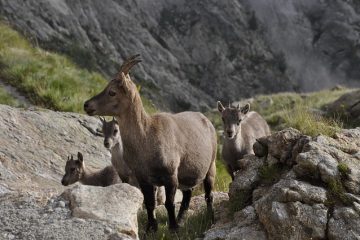 Comment nettoyer une peau de chamois en cuir