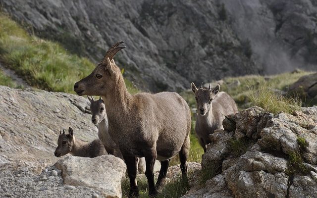 Comment nettoyer une peau de chamois en cuir