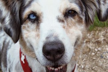 Comment obtenir un chien pour arrêter d'aboyer à d'autres chiens lors de promenades.