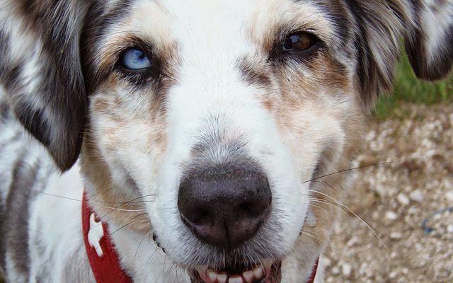 Comment obtenir un chien pour arrêter d'aboyer à d'autres chiens lors de promenades.