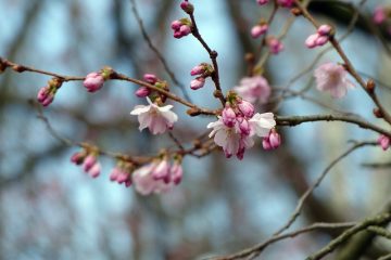 Comment planter un arbre de Noël à la ferme de l'arbre de Noël