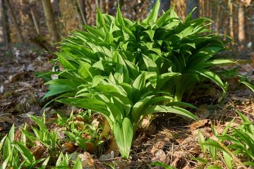 Comment Propogate Allium Propogate Allium