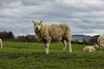 Comment remplir l'herbe parcellaire