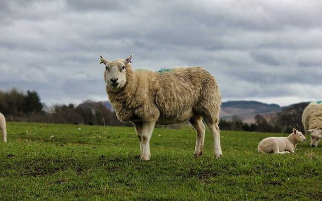 Comment remplir l'herbe parcellaire