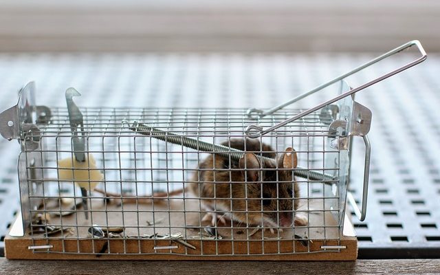 Comment se débarrasser des souris sous les planches de plancher