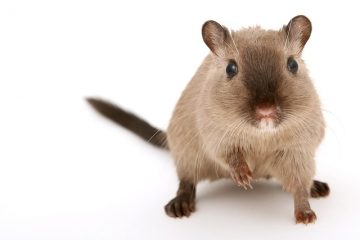 Comment se débarrasser d'une odeur de souris