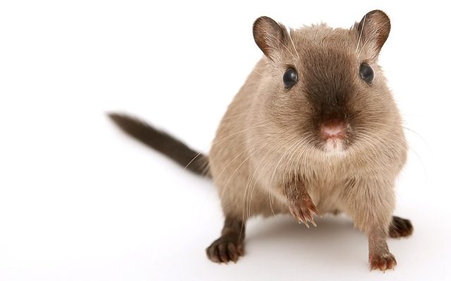 Comment se débarrasser d'une odeur de souris