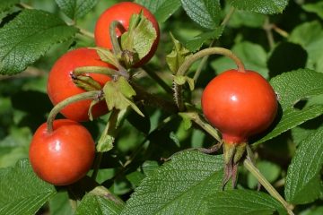 Comment se débarrasser d'une plante de Rosa Rogusa Rogusa