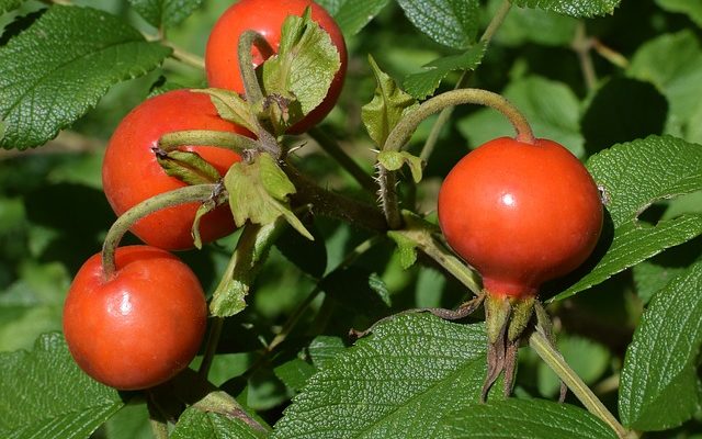 Comment se débarrasser d'une plante de Rosa Rogusa Rogusa