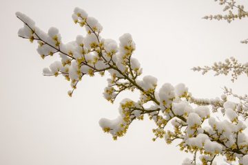 Comment sécher les fleurs en boule de neige