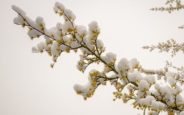 Comment sécher les fleurs en boule de neige