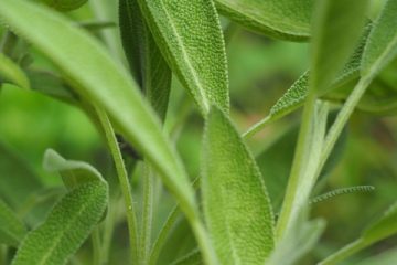 Comment soigner les plantes de salvia