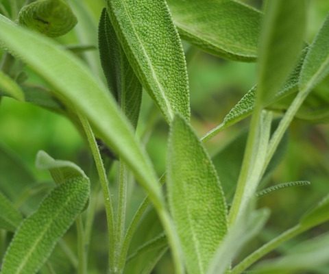 Comment soigner les plantes de salvia