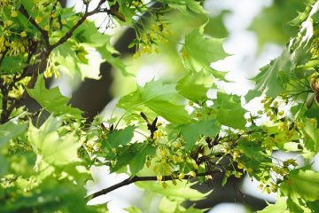 Comment tailler les arbres de romarinier