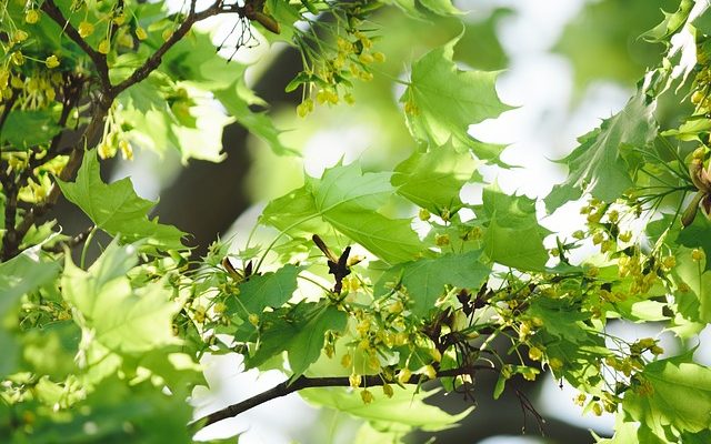 Comment tailler les arbres de romarinier