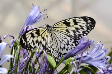 Des insectes domestiques communs qui mordent.